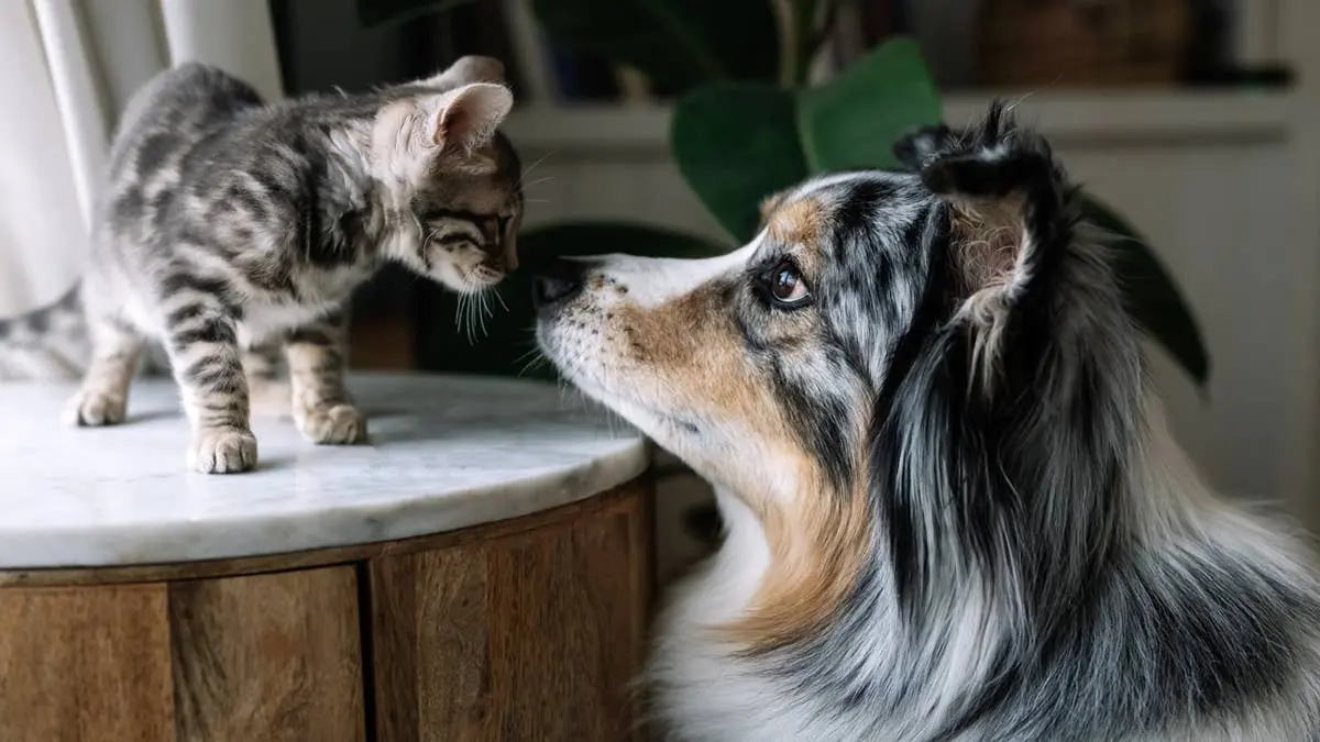 Veterinarians Explain Why Actions Speak Louder Than Words with Pets