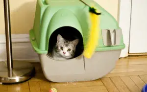 Why Cats Avoid the Litter Box and What Owners Can Do About It