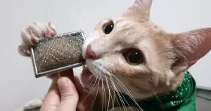 Why Cats Chew Their Own Hair: Four Common Causes