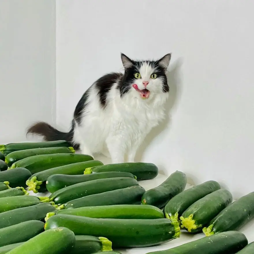 Why Your Cat Views Common Household Items as Mortal Enemies