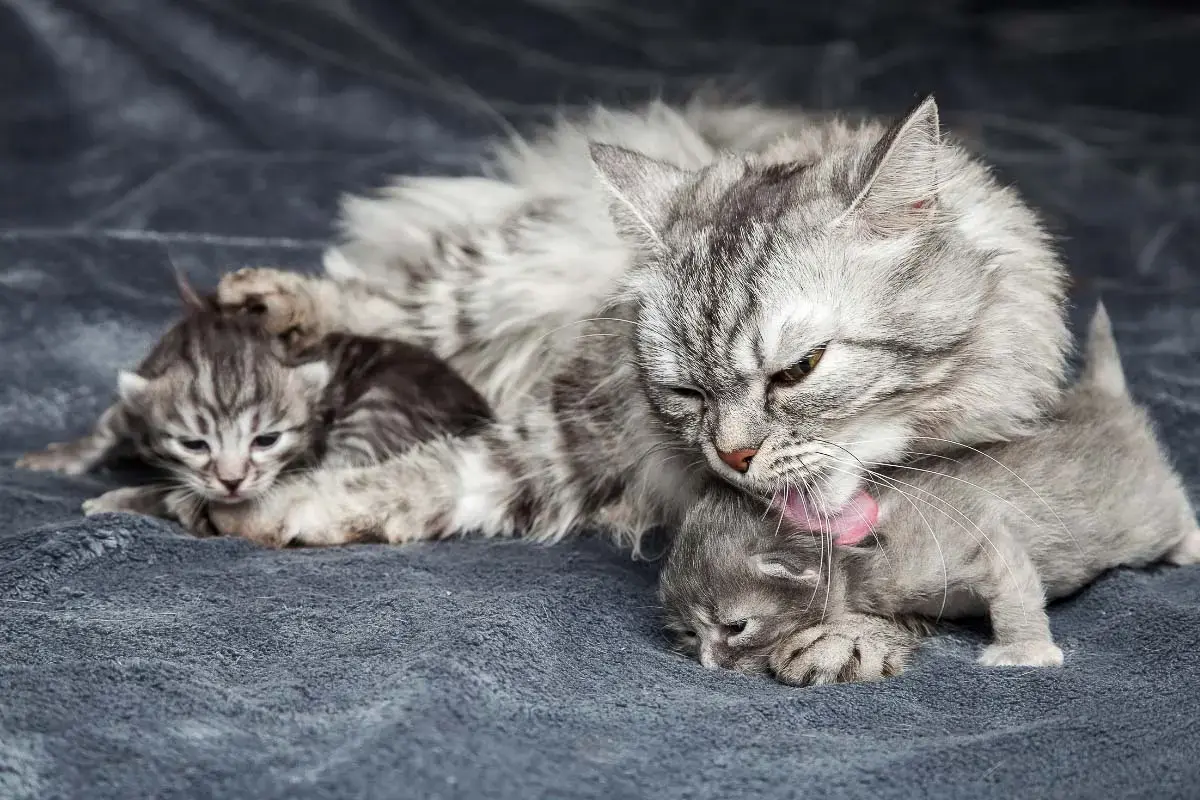 Why Cats Groom Each Other: More Than Just Cleanliness