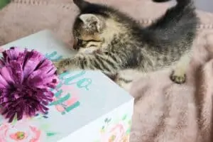Cats Examine Every New Item You Bring Home, and Here’s Why