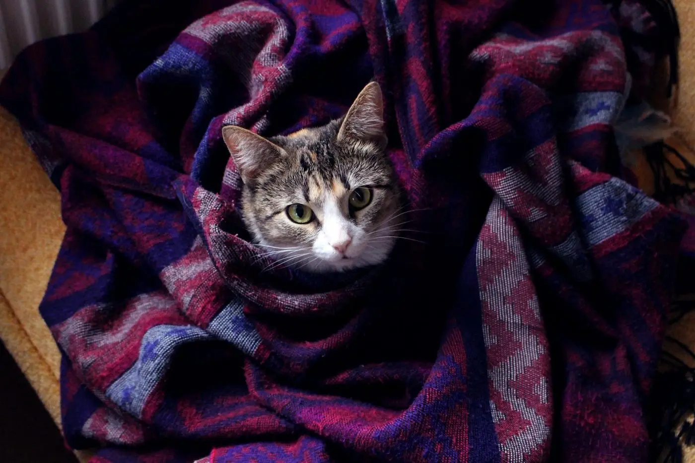 When Cats Knead and Bite Blankets, They’re Showing Affection and Comfort