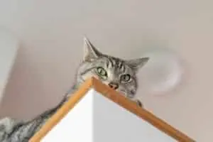 The High‑Rise Habit: Why Cats Choose the Top Spot