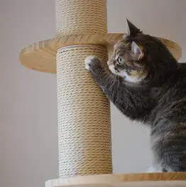 Why Cats Scratch: Understanding a Natural Feline Behavior