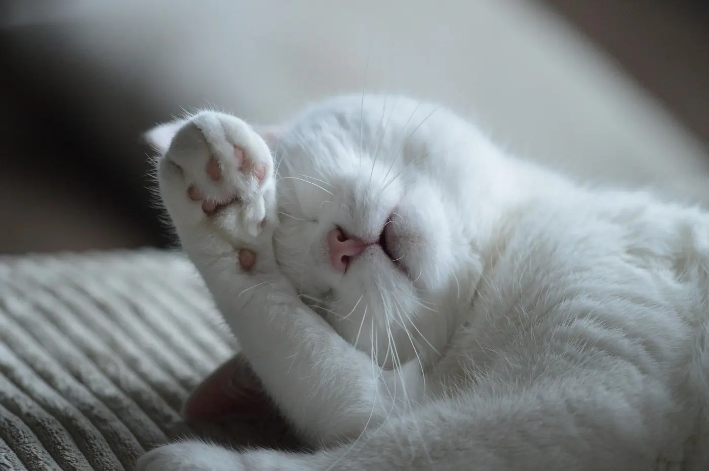 When Your Cat Sleeps With Its Paw Over Its Face, Here's What It Means