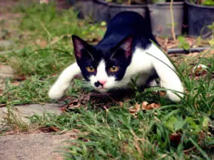 Why Cats Bite When You Walk By
