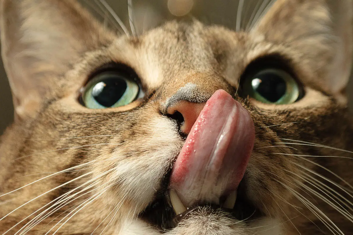 Cat Licks Explained: What Your Feline’s Grooming Means for You
