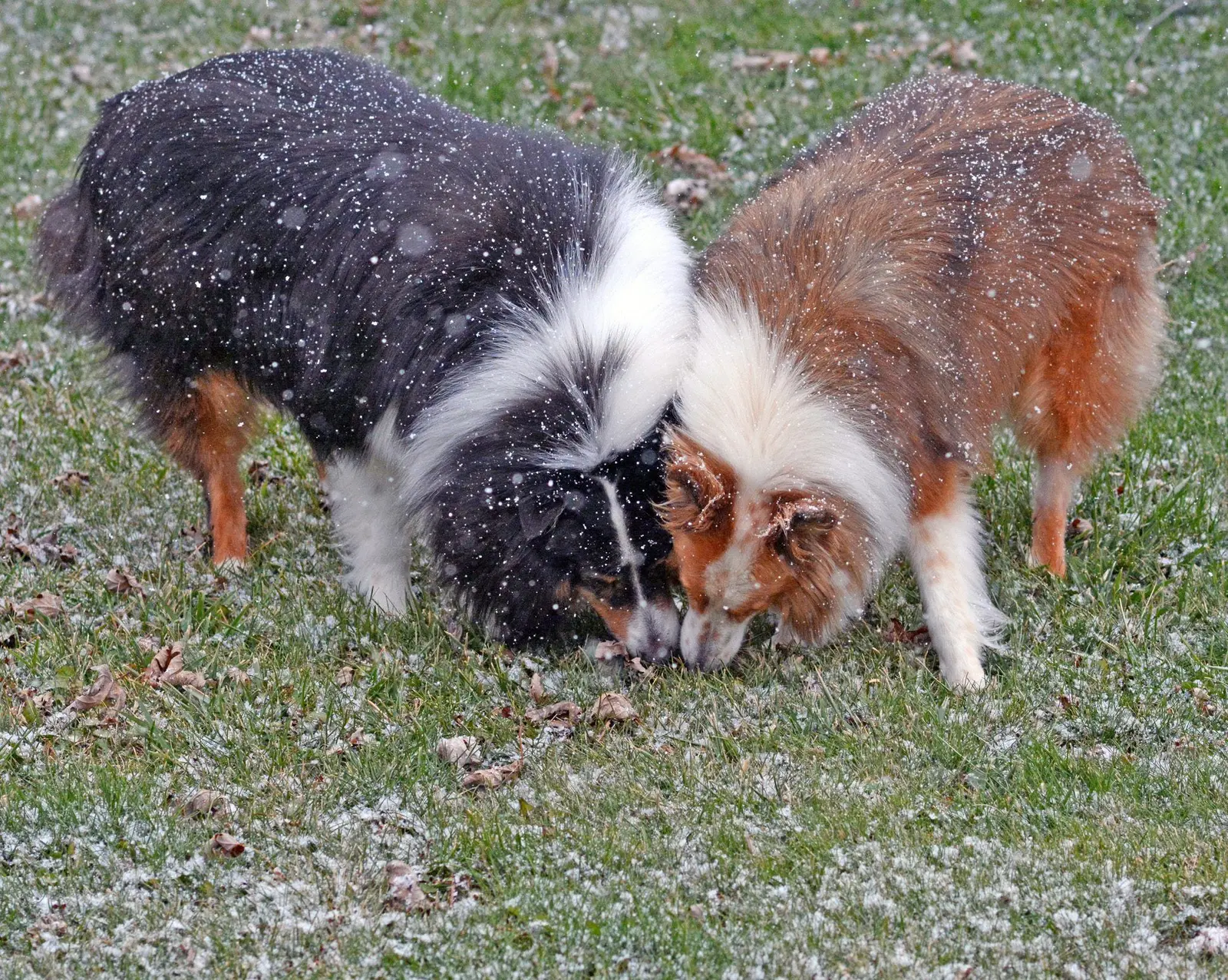 Why Dogs Eat Poop: Understanding Coprophagia and How to Stop It