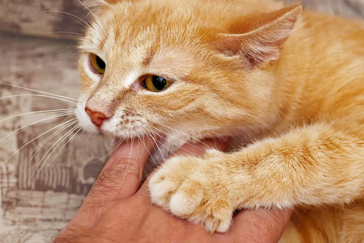 Why Does My Cat Bite Me? The Real Reasons Most Owners Get Wrong