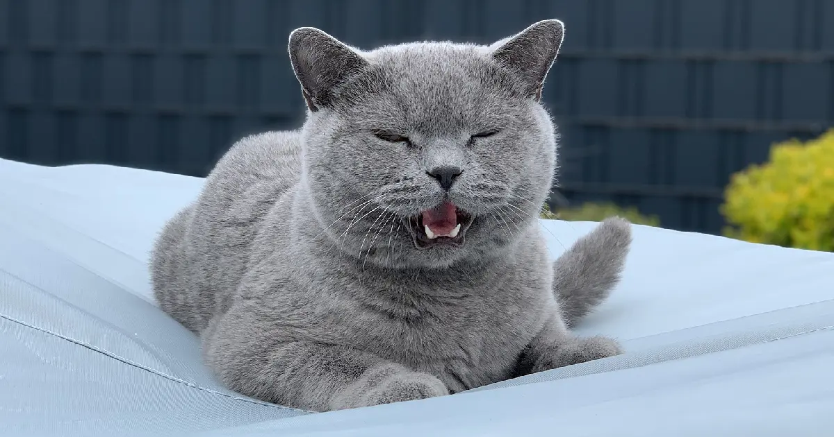 Why Your Cat Keeps Meowing at You in 2026