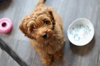 Why Human-Grade Meals Are Transforming Canine Nutrition Today