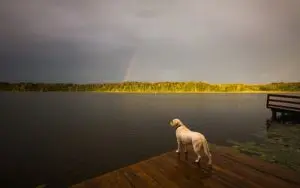 Why Losing a Dog Can Hurt More Than Losing a Human Relative