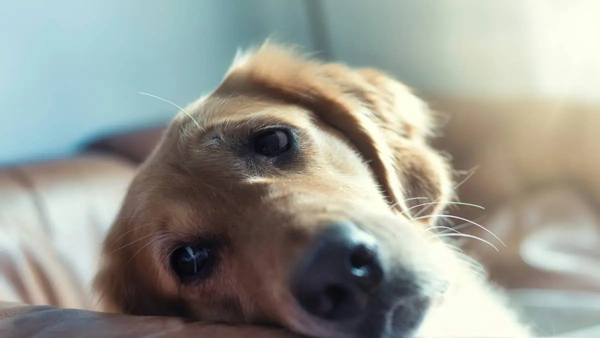 Navigating Grief: Why Minimizing Pet Loss Often Causes More Pain