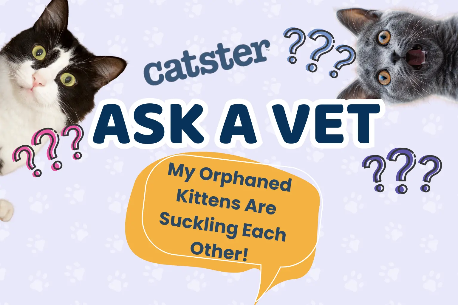 Why Orphaned Kittens Nurse Each Other and How to Manage This Behavior