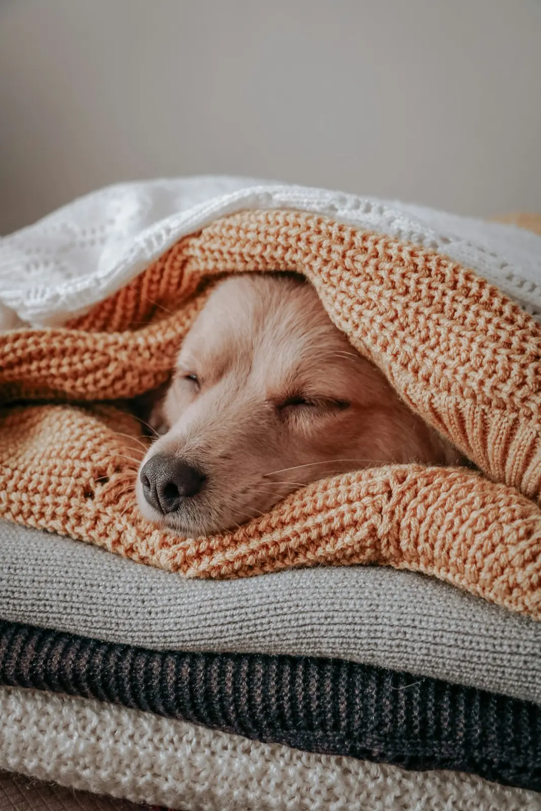 Why Puppies Cry: When to Soothe and When to Hold Back