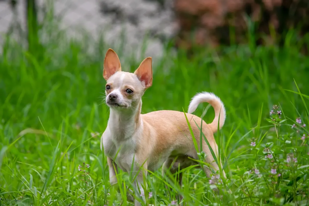 Best Muzzles for Small Dogs: Why Size Doesn’t Matter