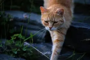 Why Your Cat Acts Like a Supernatural Sidekick