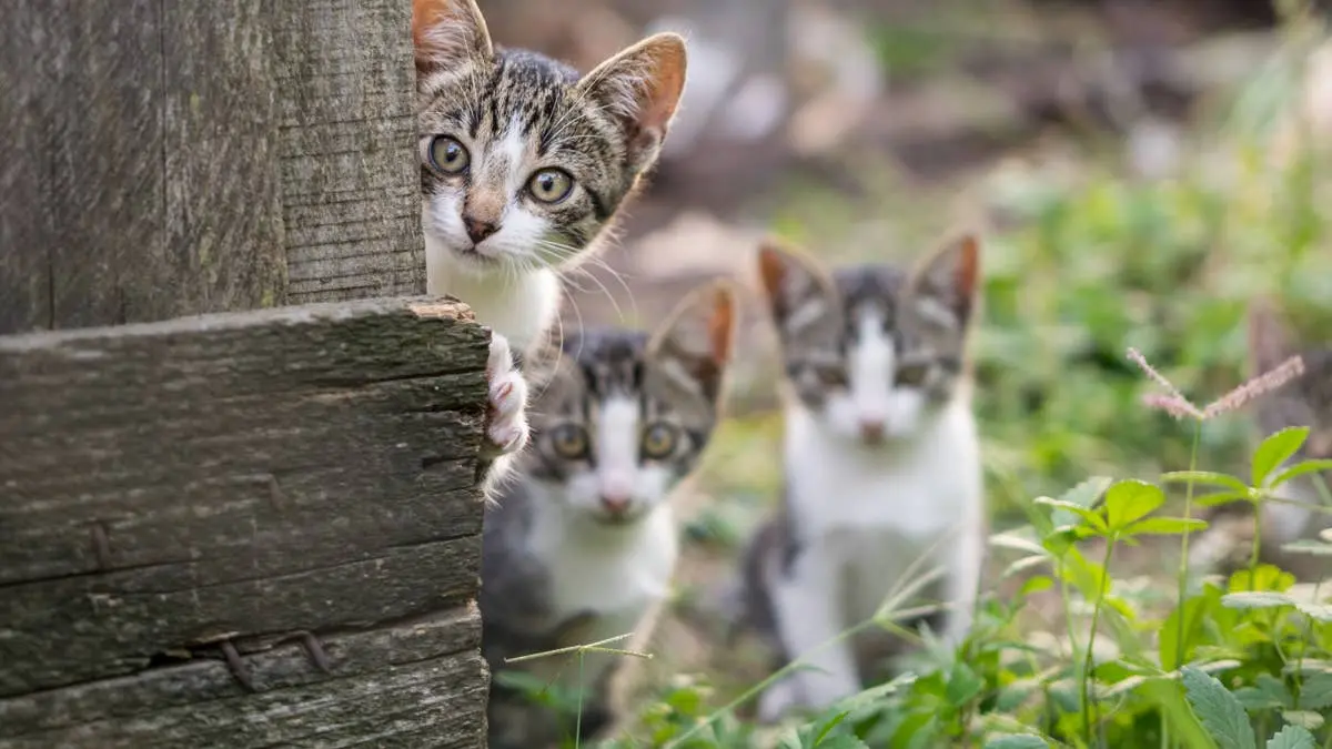 Wild Mama Cat Has Officially Had Enough of Her Kittens' Nonstop Roughhousing
