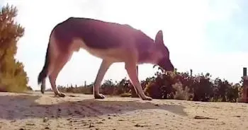 Woman Builds Drone to Find Dog Trapped by Zip Tie