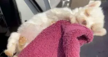 Woman Saves Newborn Pup from Scorching Arizona Pavement