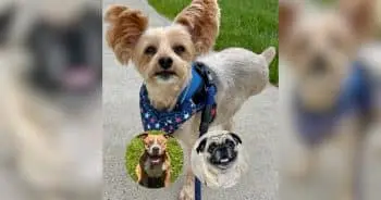 People’s Race for World’s Cutest Rescue Dog Narrows to Three Finalists