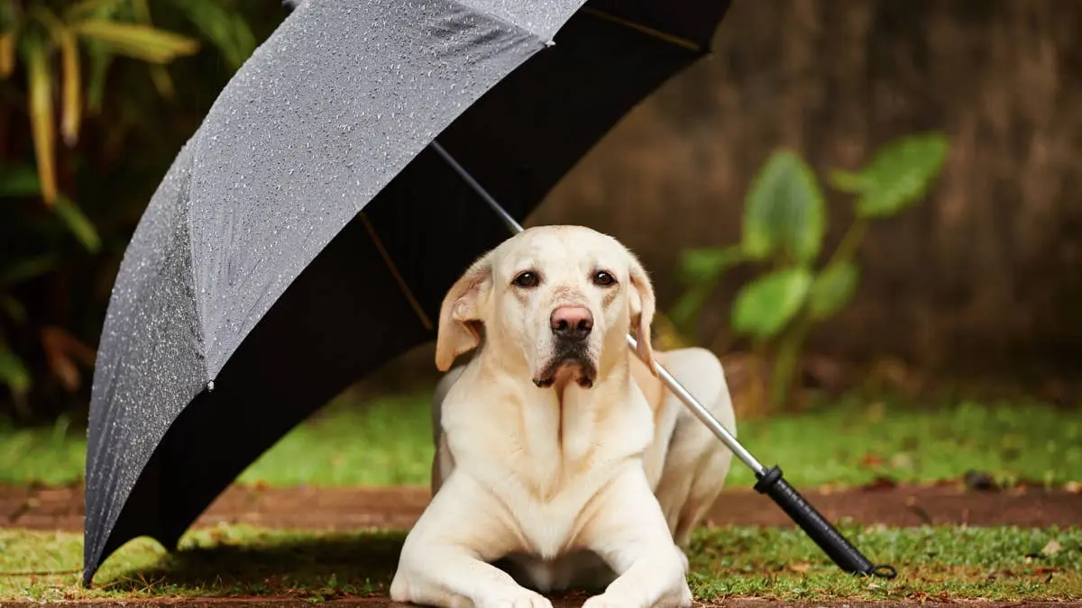 Yellow Labrador Swaps Walk for Rain Play on Parking Garage Roof