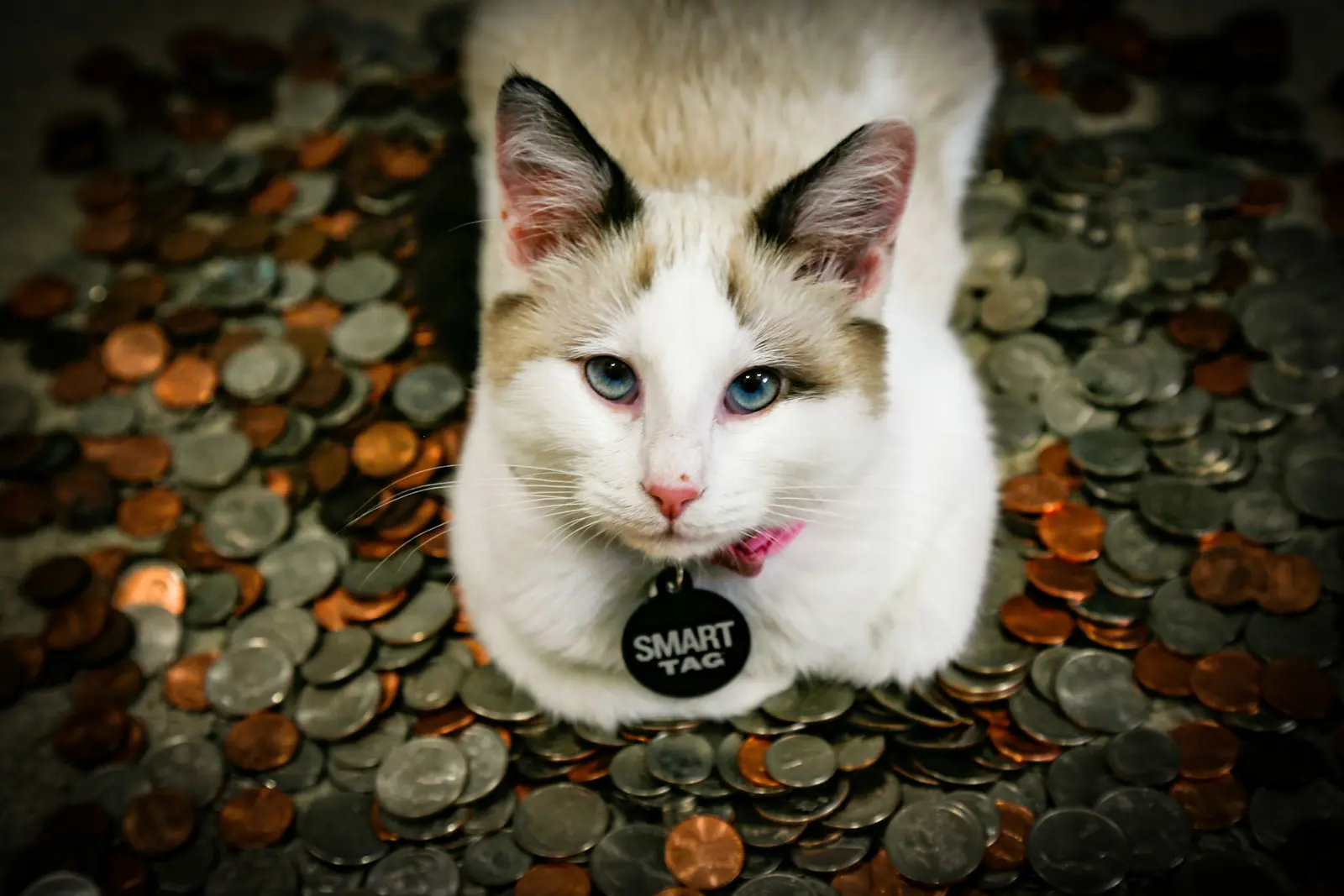 Your Cat Believes It's Paying Its Way — Here's How It Thinks It's Covering the Rent