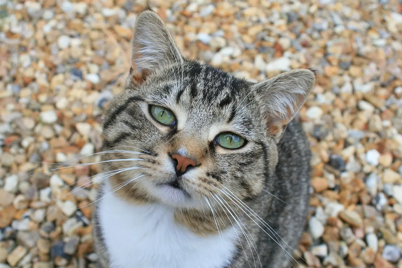 Your Cat Thinks It's the CEO of Your Home — These Are the Signs You Work for It