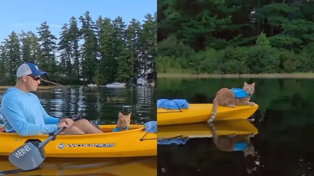 Cat on Kayak: Zoey Defies Rules and Leaves Owners Stumped